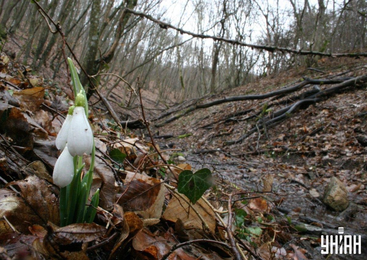 Vind een vos in het bos in 9 seconden / collage met Moje foto