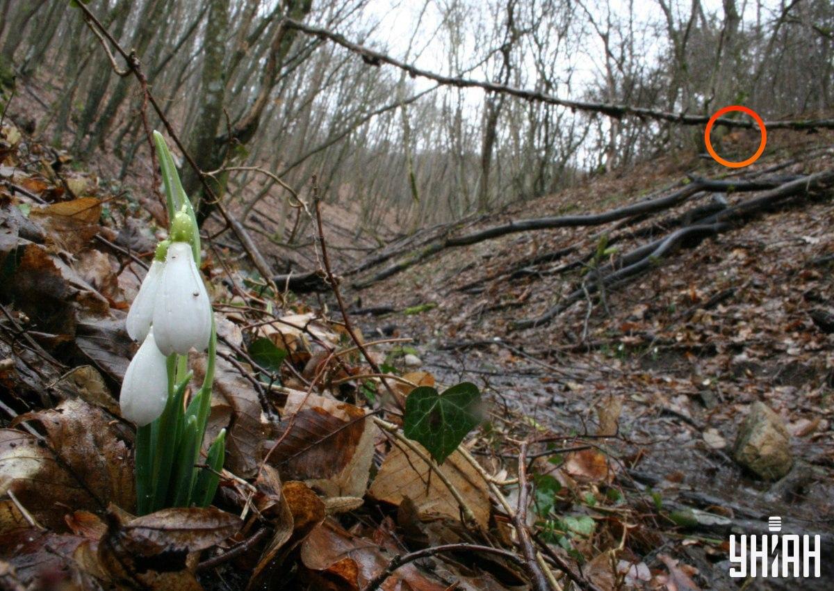 De vos was niet ver van de linkerbovenhoek van de afbeelding / collage van Moje foto