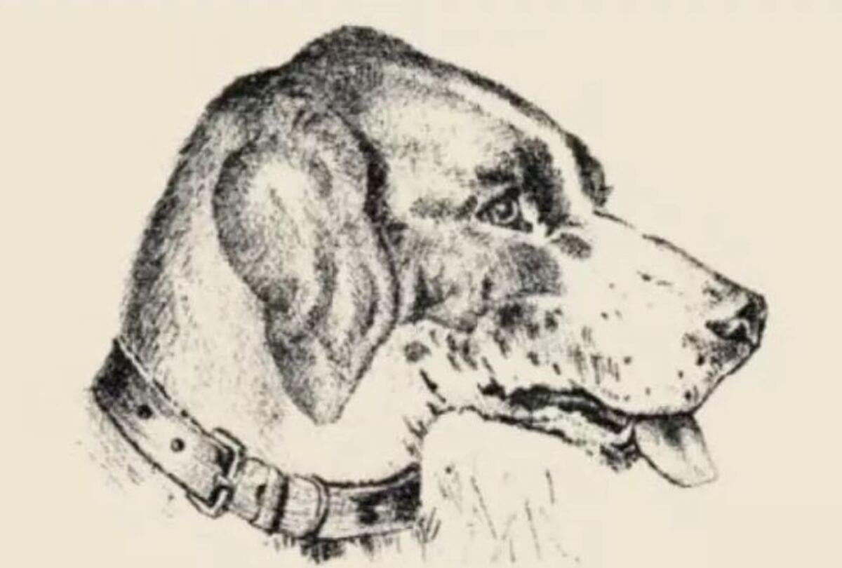 Vind het gezicht van een persoon op de foto / tekening safalta.com