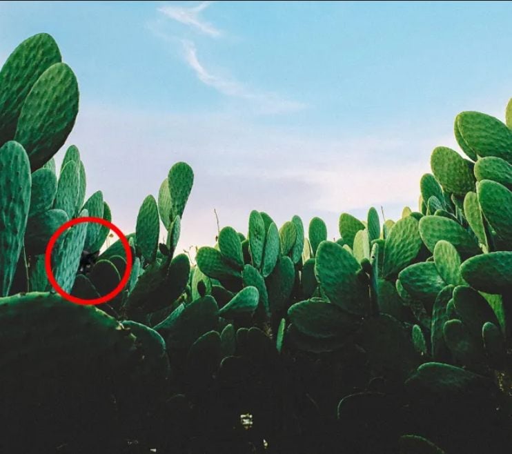 Alleen de meest oplettende zal de kat tussen de cactussen vinden: een leuke optische illusie