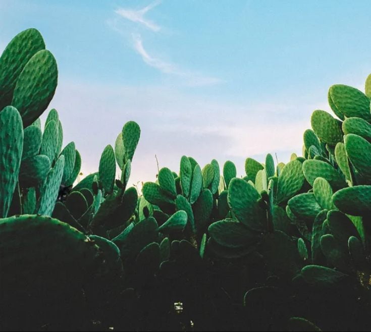Alleen de meest oplettende zal de kat tussen de cactussen vinden: een leuke optische illusie