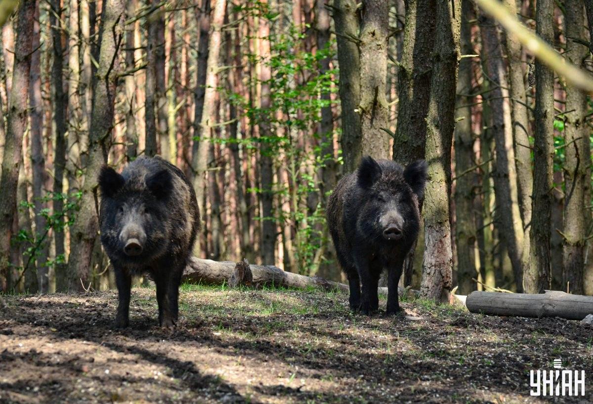 Vind de sluwe uil in het bos op tijd / Moje fotocollage