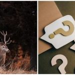 Een puzzel voor de scherpste ogen: slechts enkelen zullen het