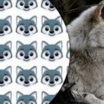 Slechts enkelen kunnen de wolf vinden: een interessant aandachtspuzzelspel
