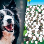 Waar de hond zich verstopt: slechts enkelen zullen hem binnen