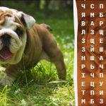 Waar staat het woord “bulldog”: je hebt maar 10 seconden